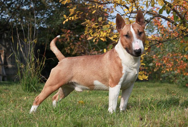 Миниатюрный бультерьер: описание породы и как выглядит карликовый мини питомец