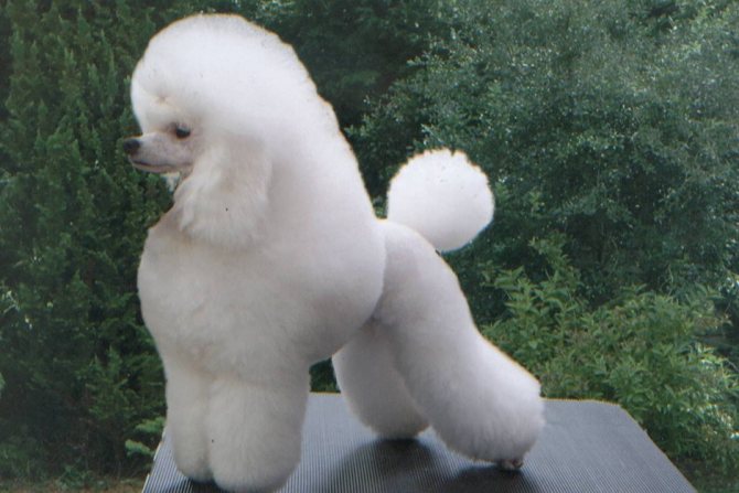 миниатюрный пудель