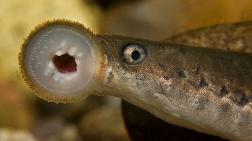 Рыба минога: что это, как выгядит, где водится и чем питается