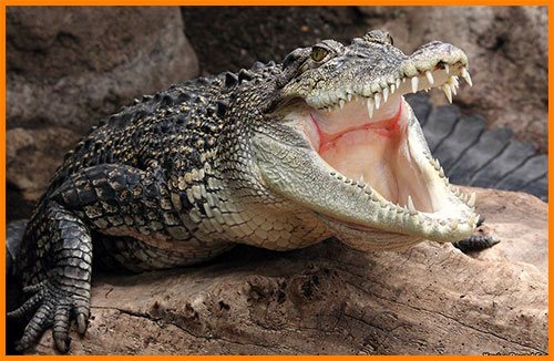 Отряд крокодилы: их особенности строения, признаки и характеристики