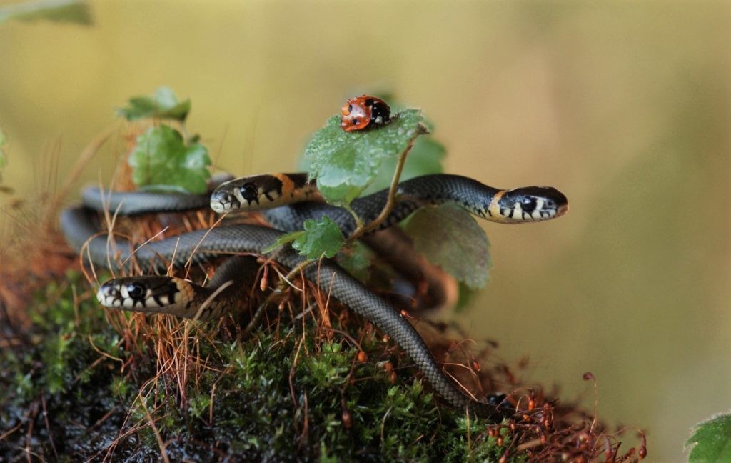 Маленькие змеи на охоте