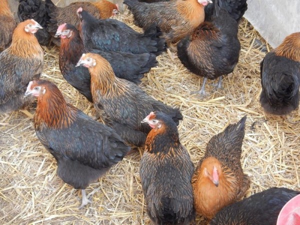 Стадо Супер Харко