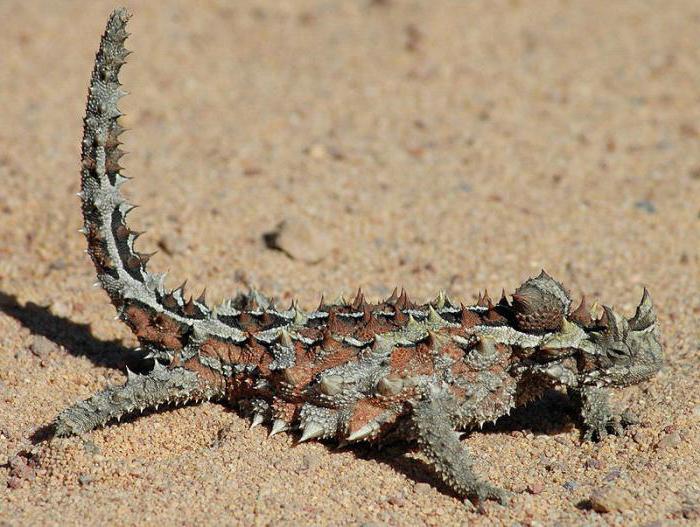 молох ящерица фальшивая голова