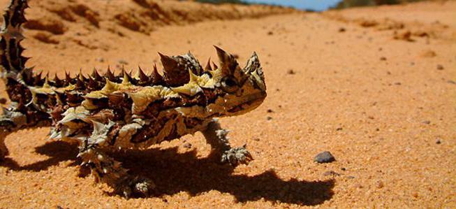 молох ящерица