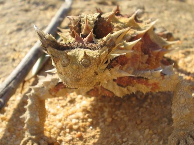 Ящерица молох – загадка австралийских пустынь