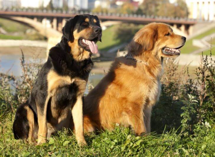 Монголо-бурятские волчьи собаки
