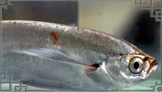 Snuten til en sichel