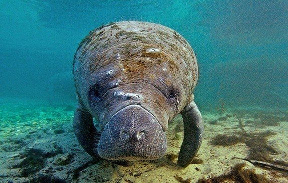 морская корова фото