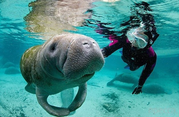 морская корова