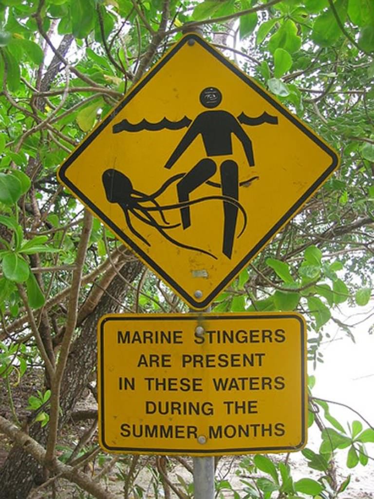 Морская оса - где обитает самая опасная в мире медуза, описание, размеры, яд