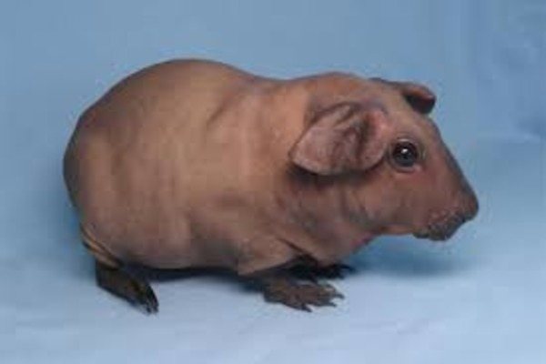 Морская свинка Болдуин