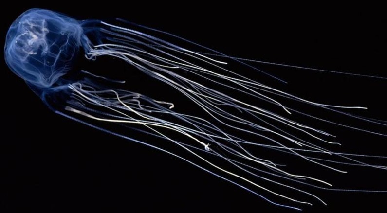 Морская оса