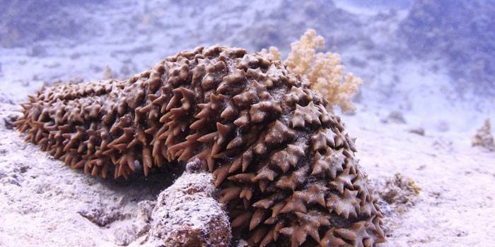 Морской огурец