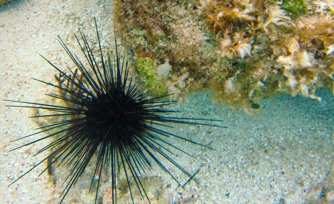 Самые колючие животные