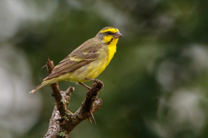 Мозамбикский вьюрок фото