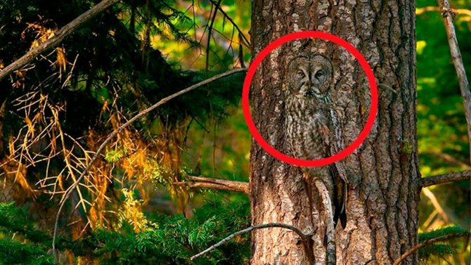 Примеры мимикрии у животных и растений