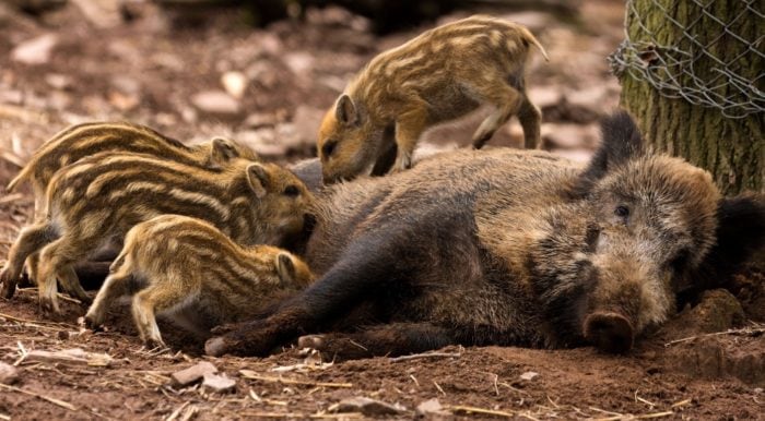 Самка с потомством