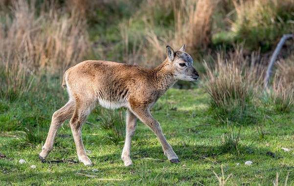 Муфлон-животное-описание-особенности-виды-образ жизни-и-среда обитания-муфлон-10