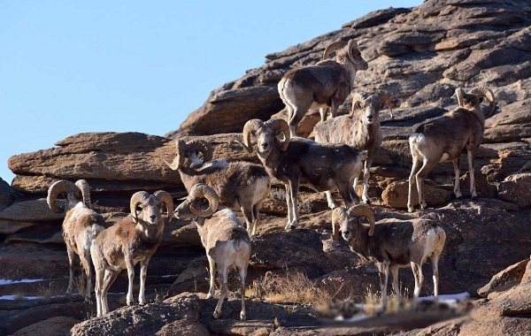 Муфлон-животное-описание-особенности-виды-образ жизни-и-среда обитания-муфлона-13