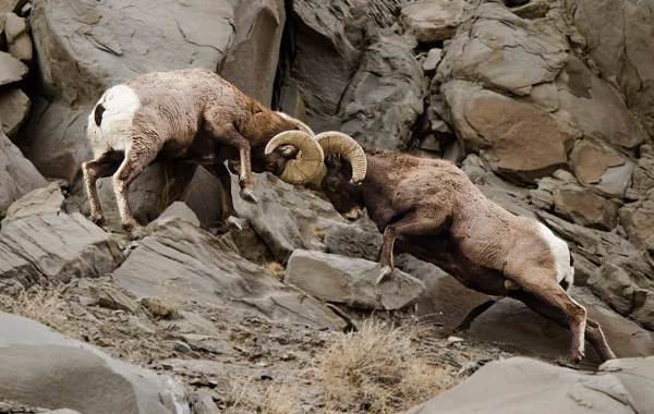 Муфлон-животное-описание-особенности-виды-образ жизни-и-среда обитания-муфлон-9