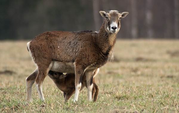 Муфлон-животное-описание-особенности-виды-образ жизни-и-среда обитания-муфлона-11