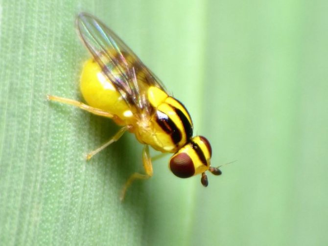 Описание мухи цеце