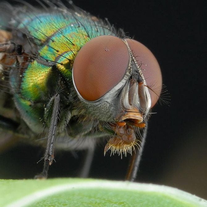 Описание мухи цеце