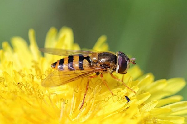 Муха-журчалка