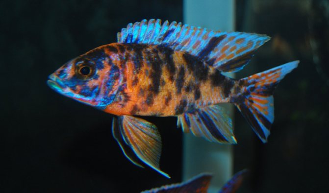 Аулонокара: содержание, совместимость, разведение, виды