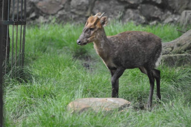 Мунтжаки – одни из древнейших оленей на планете