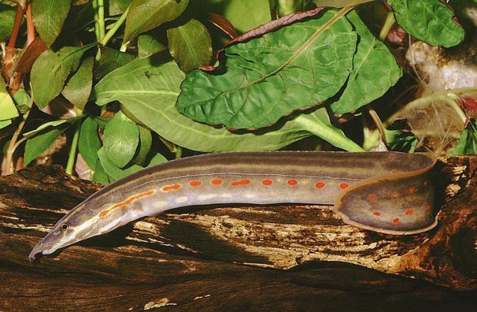 Глазчатый макрогнатус: как содержать в аквариуме