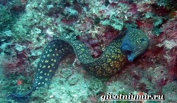 Мурена-рыба-Образ-жизни-и-среда-обитания-мурены-5