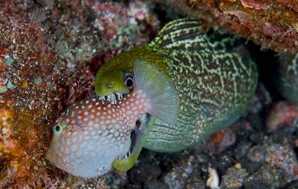 Мурена-рыба-Описание-особенности-виды-образ-жизни-и-среда-обитания-мурены-5