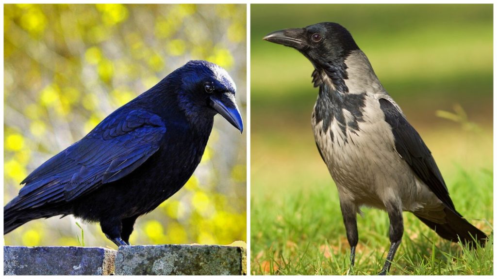 Ворон и ворона