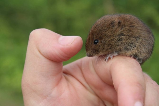 Белая мышь: особенности содержания