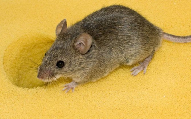 Белая мышь: особенности содержания