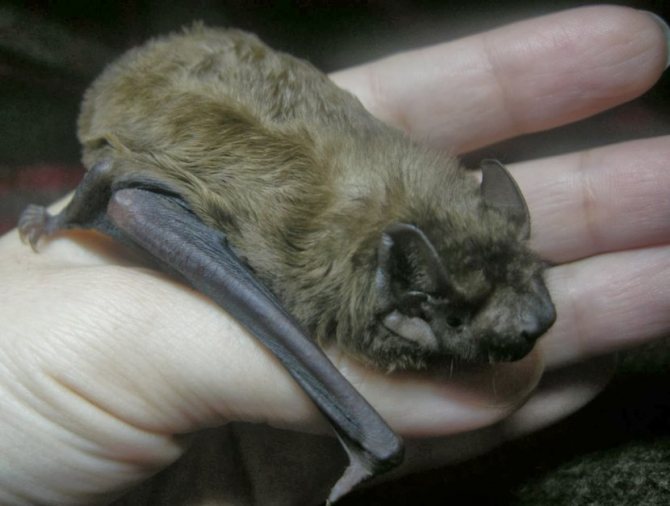 Белая мышь: особенности содержания