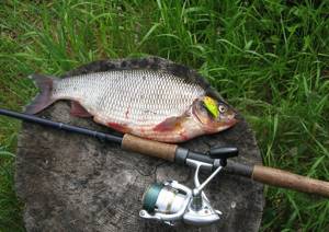 На что клюет карп в августе