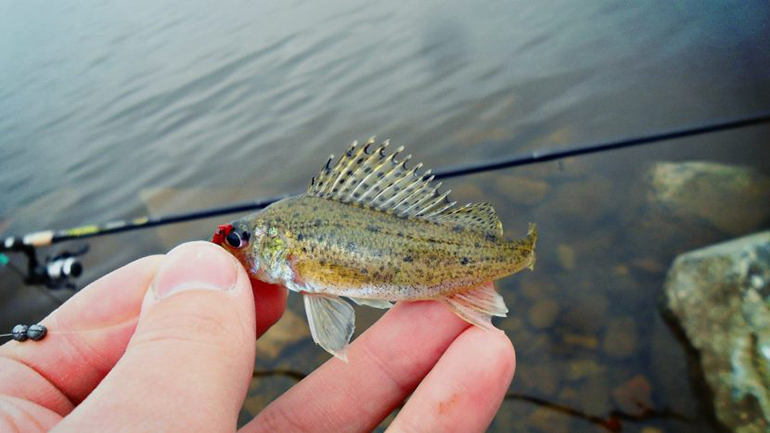 На что ловить ерша