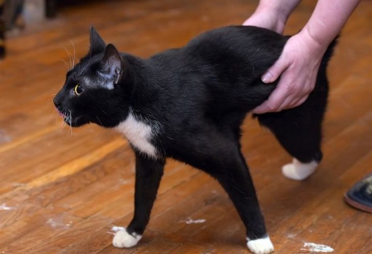 Сколько кот отходит от наркоза после кастрации и как себя ведет, меняется ли его поведение