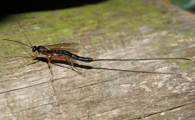 наездники насекомые общая информация описание