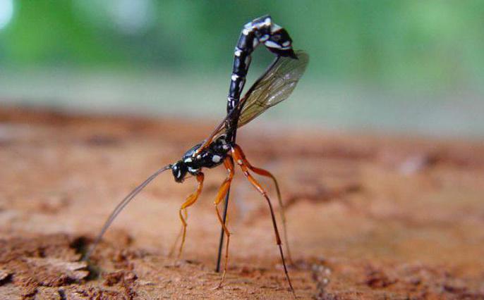 паразитические насекомые ихневмоны