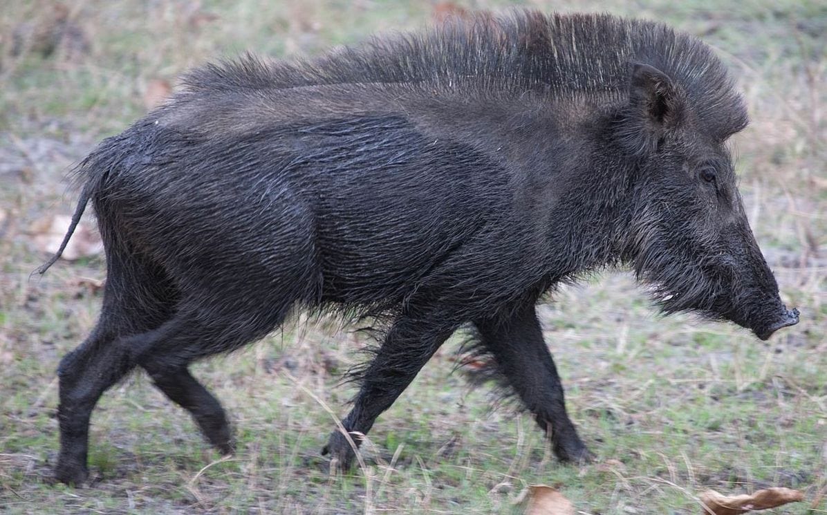 Индийский дикий кабан