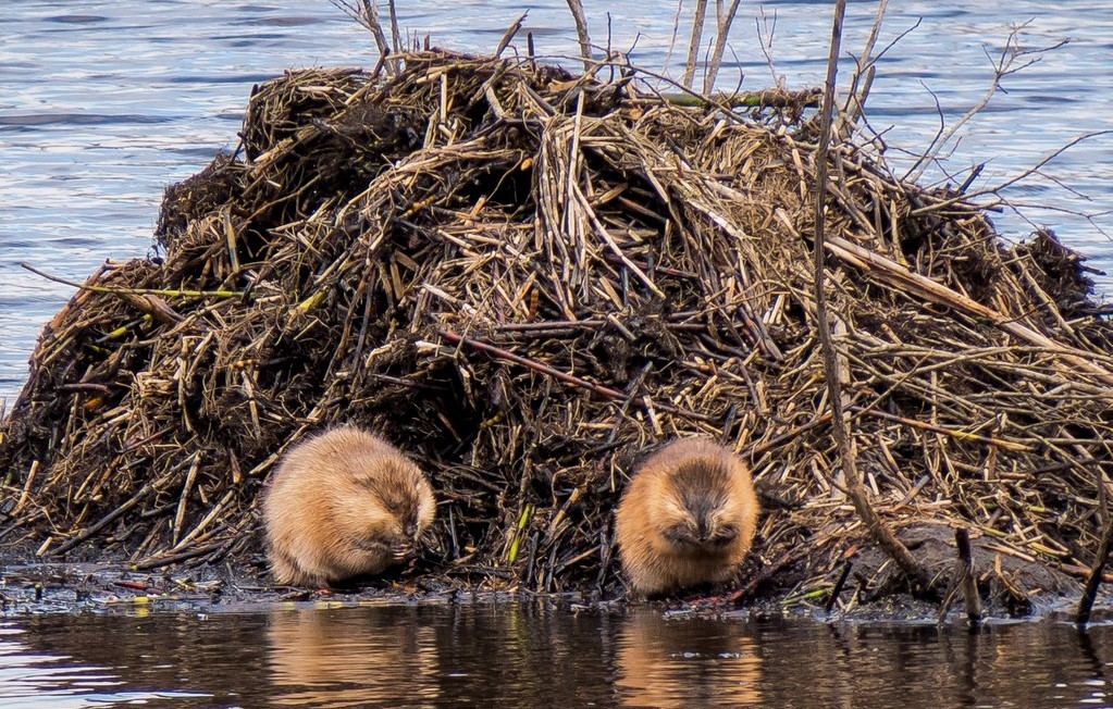 Ондатри возле своего дома