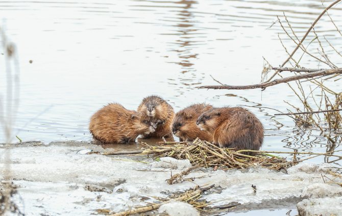 Ондатра: описание, мех