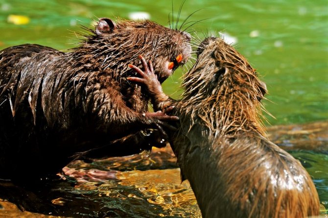 Ондатра: описание, мех