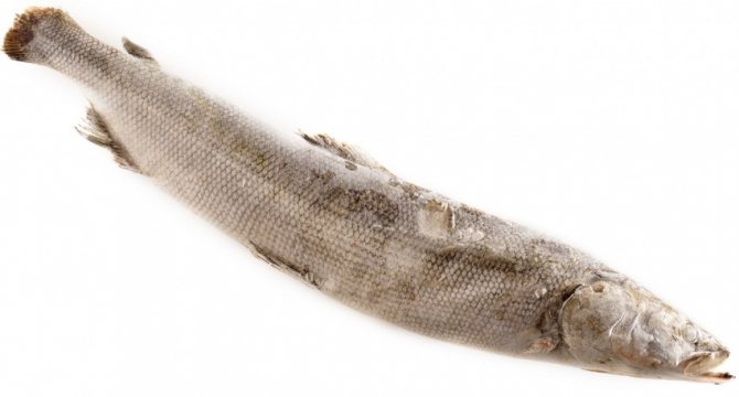 Рыба нельма: характеристики, полезные свойства, нюансы ловли