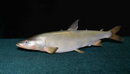 Животные урала занесенные в красную книгу, охраняемые растения Свердловской области