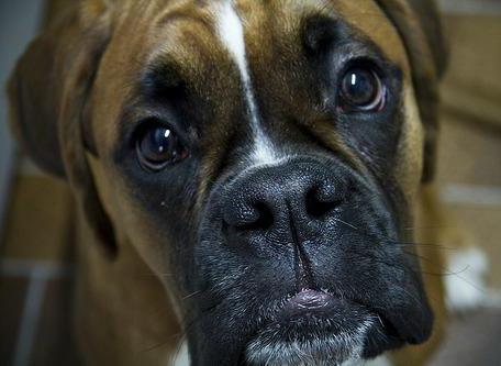 картинка немецкого бульдога