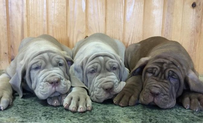 Самая тяжелая собака в мире